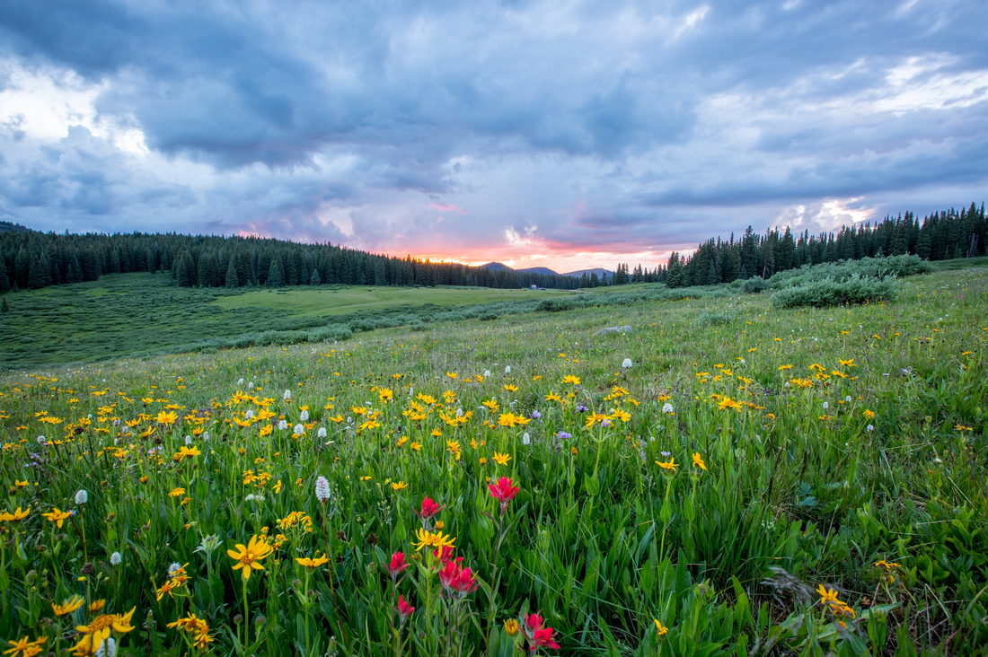 SAVOR THE SWEETNESS OF SPRING